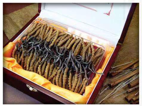 梅州冬虫夏草回收